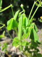 oxalis stricta plsnt