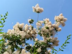 cotinus plant in nature