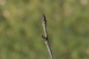 button branch bloom macro photo