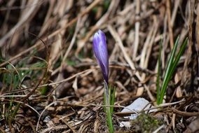 purple bud of a spring flower
