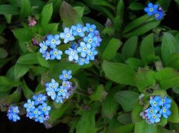 forget-me-nots are blue flowers