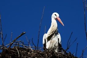 Beautiful, white and black stork sitting in a nest at blue sky background