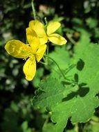 Yellow chelidonium majus close-up on blurred background