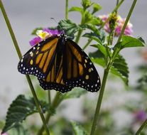 orange monarch butterfly on flower