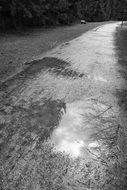 black white photo trails in the forest