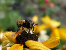 insect on a yellow flower close up