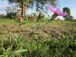 Flowering centaurea jacea close-up