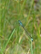 Blue dragonfly in the grass in nature