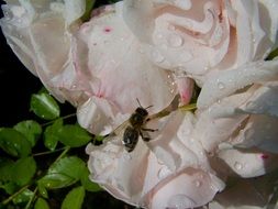 closeup photo of bee on a pale pink rose