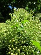 firethorn shrub