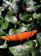 Orange butterfly among dark green leaves