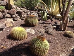 cactus natural