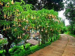beautiful flowering park tree