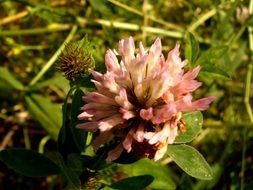 pink clover on the wild meadow