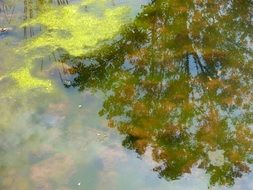 green tree is reflected in water
