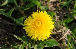 dandelion flower color burst