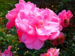 bright pink flower in the garden