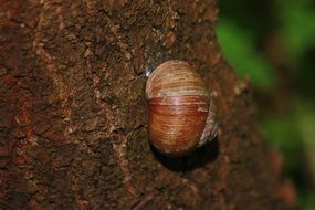 snail on the bark of a tree close-up on blurred background