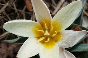 frozen white tulip