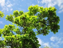 magnolia soulangeana tree