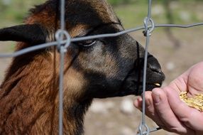 cute little goat eating from the hand