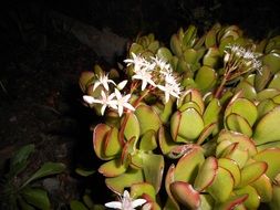 plant with white flowers at night