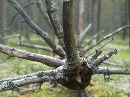 Fallen tree in a forest
