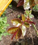 rose bush leaves