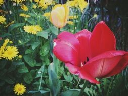 red tulip among yellow flowers