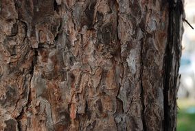 Brown tree bark in a forest