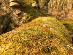 Green moss among the beech forest close-up on blurred background