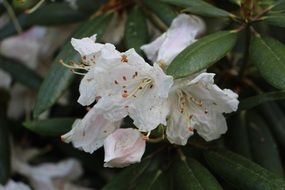white flowers on a tree in nature