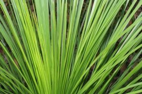 Greenery plant in nature