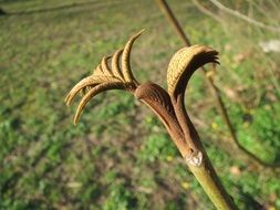 caucasian wingnut sprout