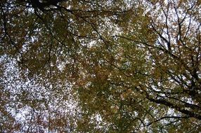 trees in the forest against the sky
