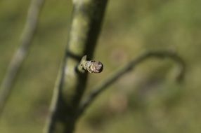 button on green branch spring nature forest