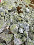 small grey rock closeup