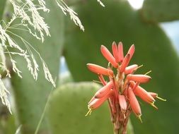 cactus wild flower