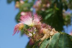 fluffy pink buds