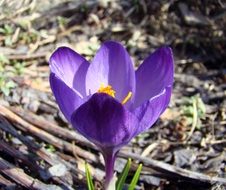 opened crocus flower close-up on blurred background