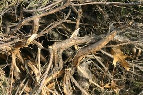 dry broken bush close-up