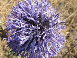 purple fluffy meadow flower