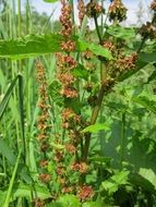 rumex obtusifolius wild plant