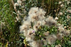 grass with seeds in nature