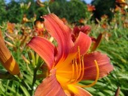 field of orange lilies