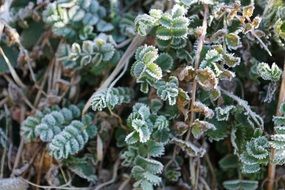 iced green plant leaves