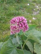 cluster of purple flowers in spring