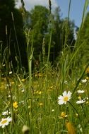 flowers green grass field