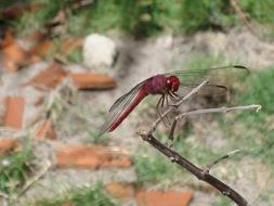 red dragonfly on a dry stem of a plant