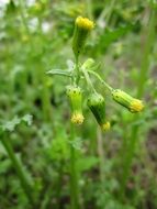 senecioneae from the family of asters